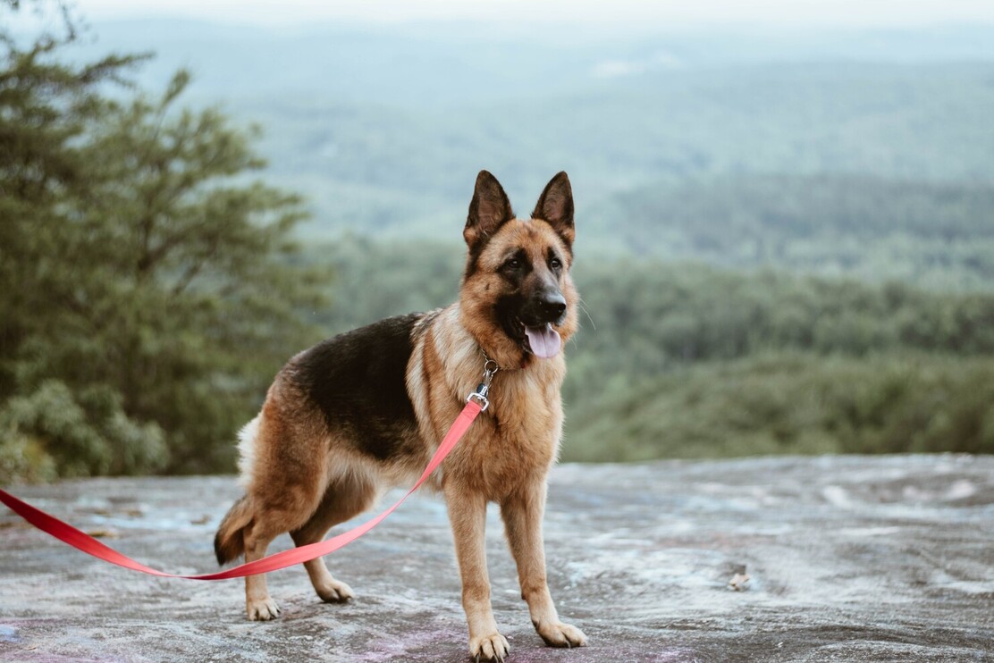 german shepherd